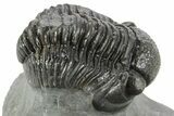 Curled Proetid (Gerastos) Trilobite Fossil - Morocco #377266-1